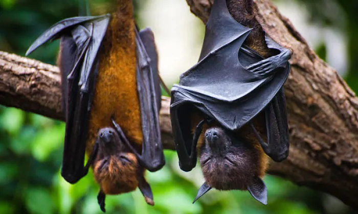 Weird And Disturbing Animal Facts