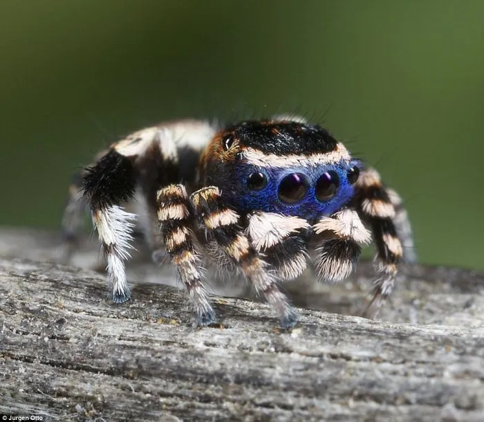 Weird And Disturbing Animal Facts