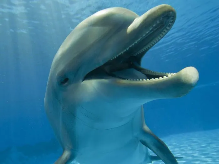 Weird And Disturbing Animal Facts