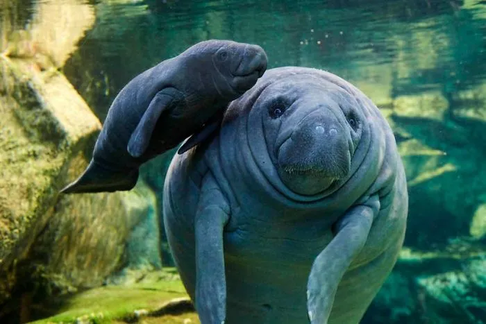 Weird And Disturbing Animal Facts
