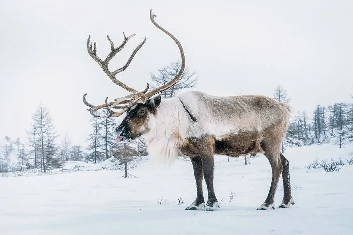 Weird And Disturbing Animal Facts