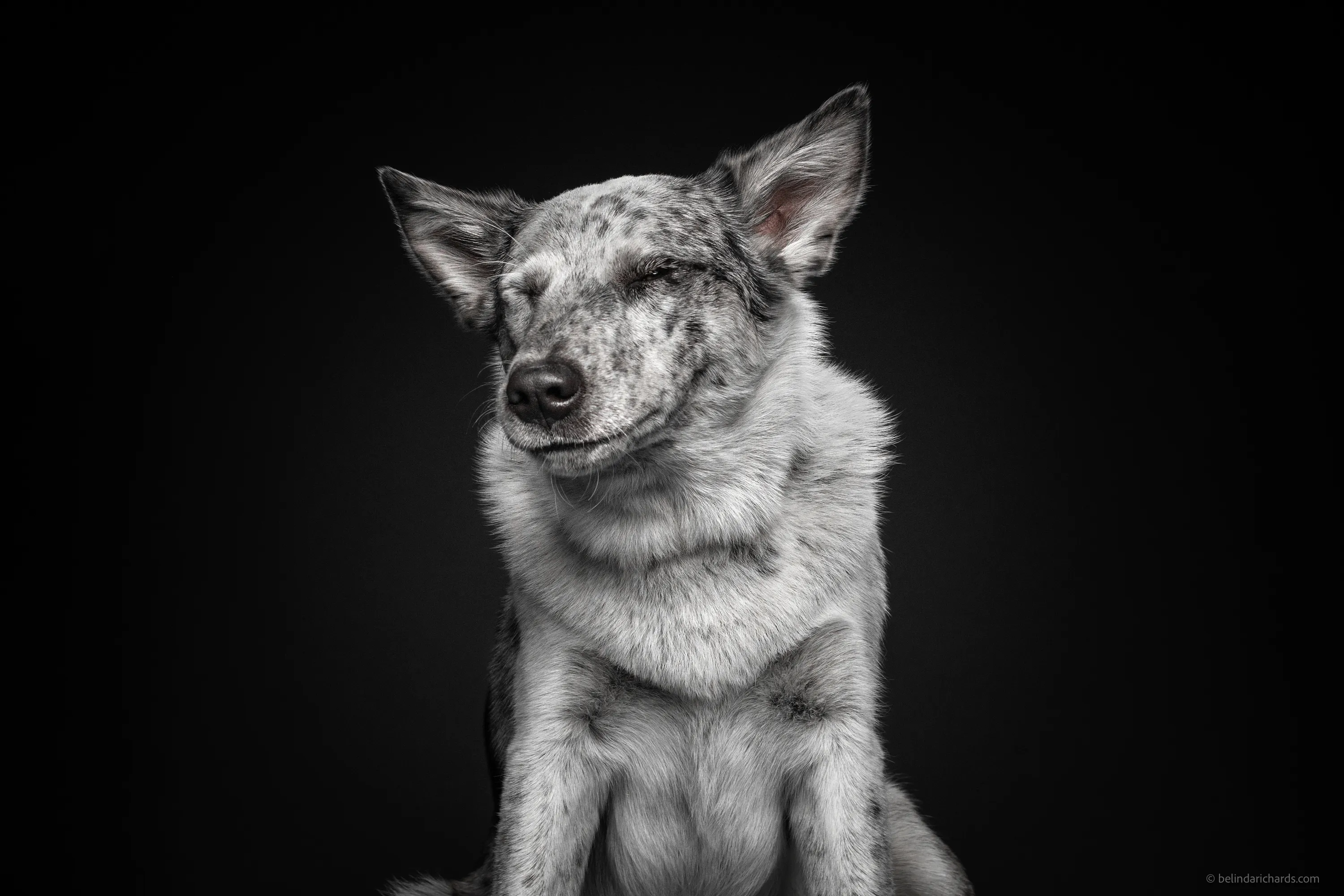 29 Heartwarming 'School Portraits' Of A Goofy Dog Called Winston.