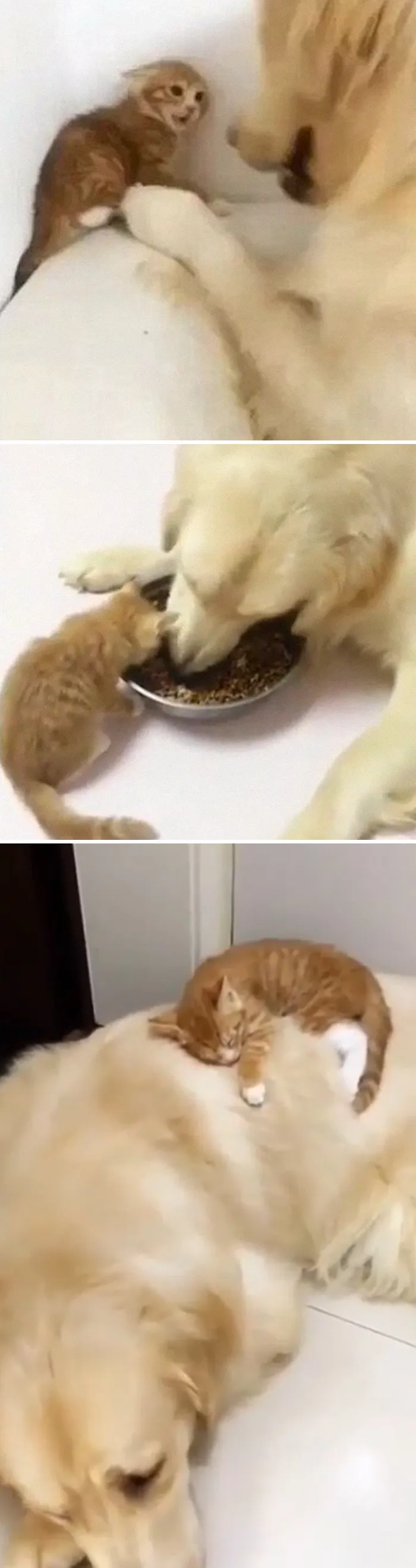 El perro también ha adoptado al gatito
