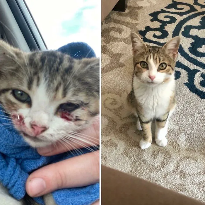 La encontramos en la carretera y le salvamos la vida. Tras 4 meses con Arya