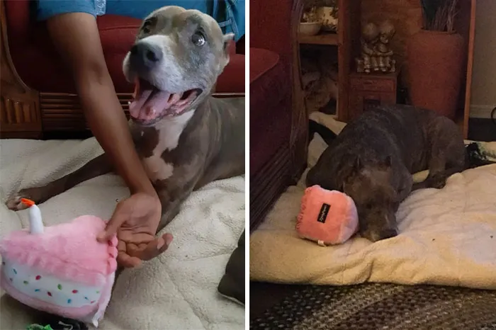 He adoptado a esta perrita de 11 años. Pasó la mayor parte de su vida fuera y 118 días en el refugio. Esta fue su reacción con su nuevo juguete