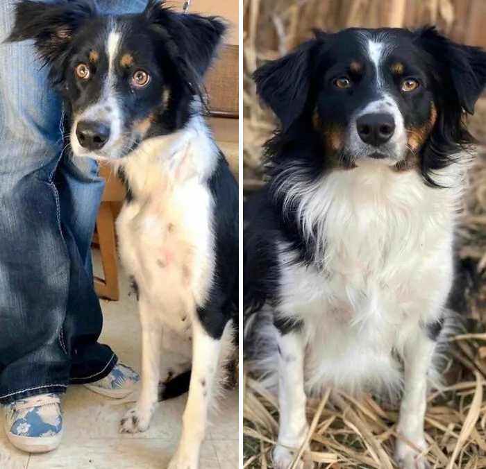 On The Left Is Emmy At The Shelter, Way To Skinny And Unhealthy, And On The Right Is Emmy A Year After We Adopted Her. Once She Got All Healthy All Her Beautiful Floof Grew In! My Sweet Girl