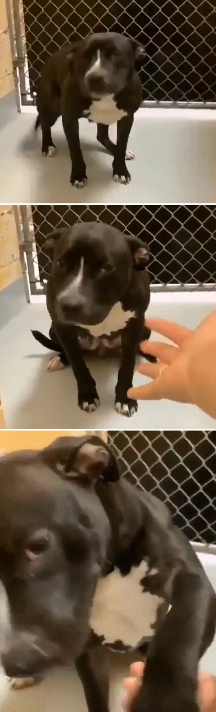 Adoption Day For This Good Girl