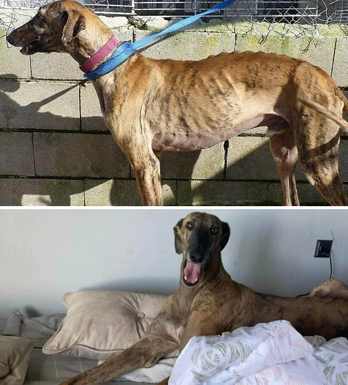 Turok el galgo antes de ser adoptado, y 3 meses después