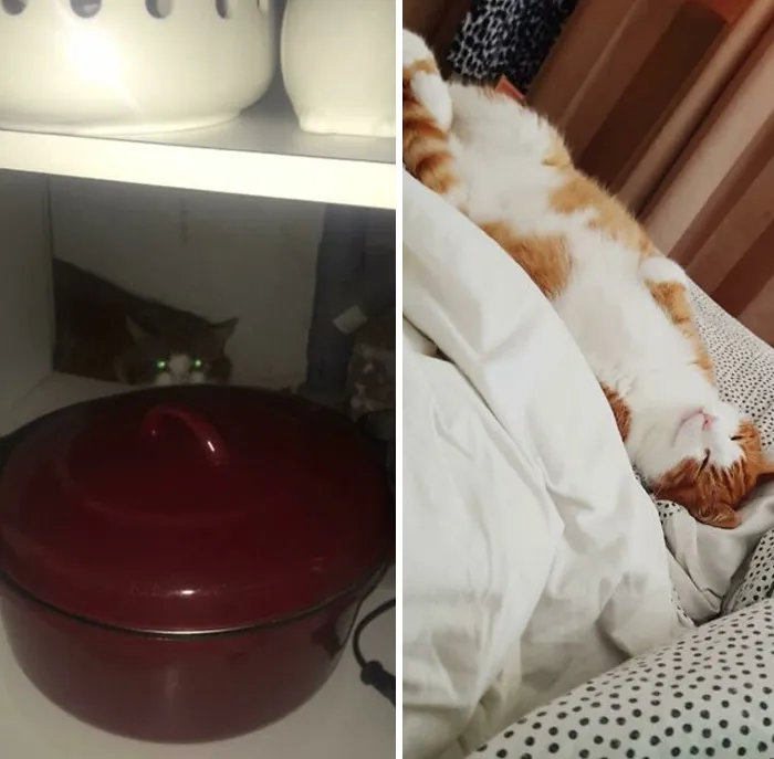 Day 1 vs. Day 30 After Adoption