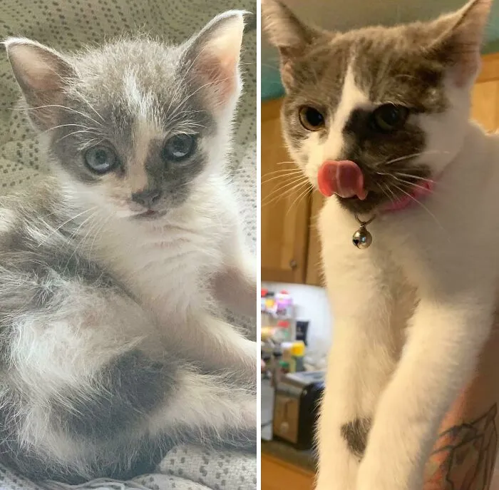 We Rescued This Tiny, Sick, Underweight Alien Baby From A Trash Can 3 Months Ago And She’s Grown Into A Screamy, Long-Legged Monster Who Steals Turkey From My Sandwiches. I Couldn’t Happier To Have This Little Crunchwrap