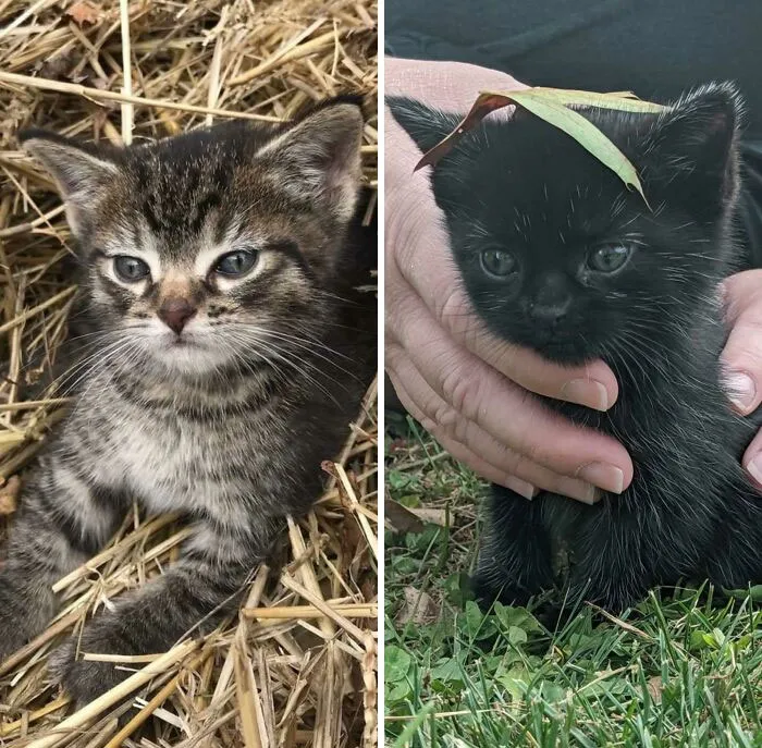 Rescued These Two Little Ones This Weekend. We Weren’t Ready For Them But They Were Sure Ready For Us 