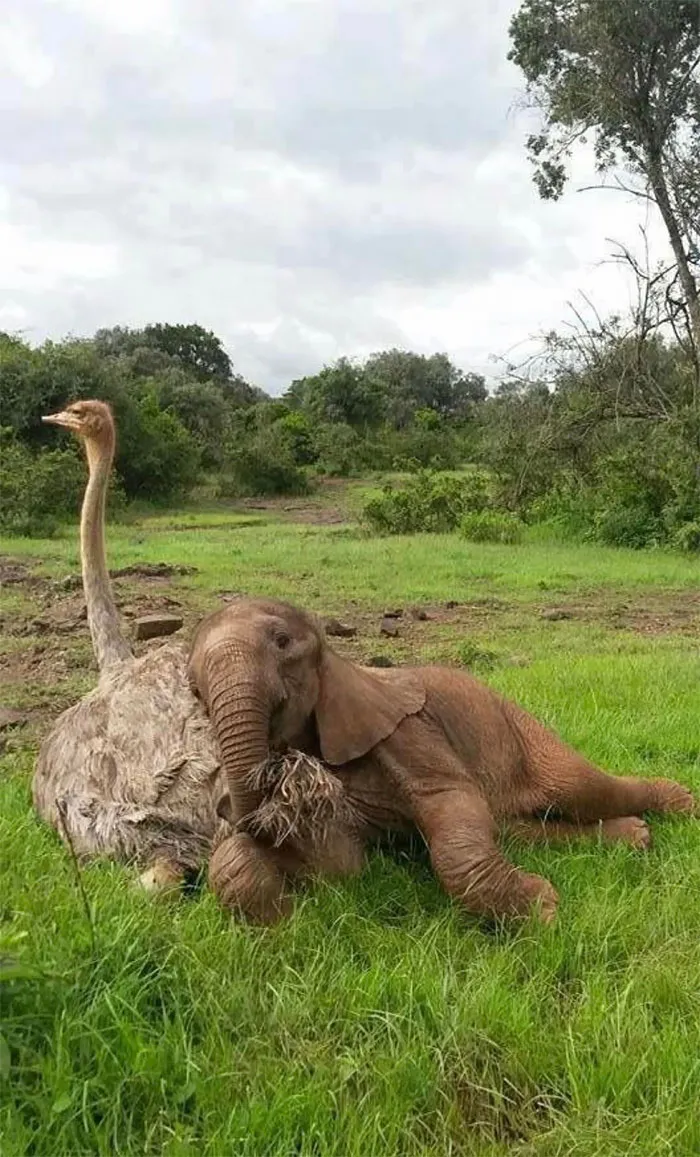 Baby Elephant And Ostrich's Friendship