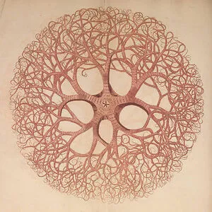Norman Sherfield