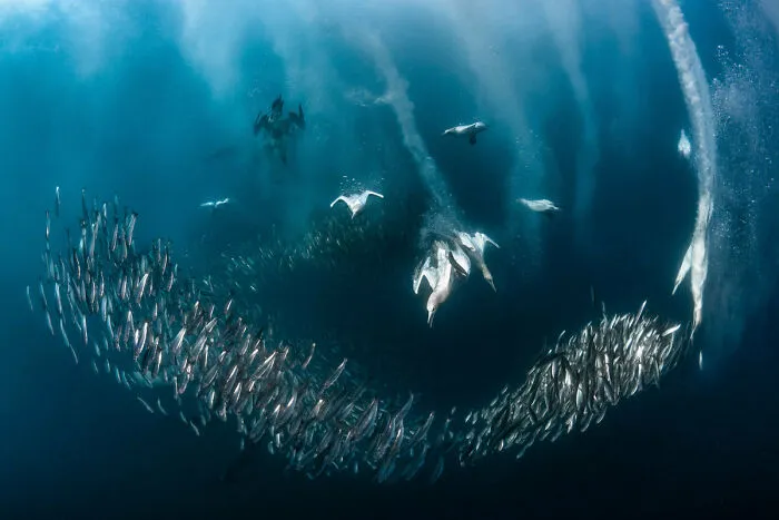 Bird Behaviour: Second Place, By Greg Lecoeur