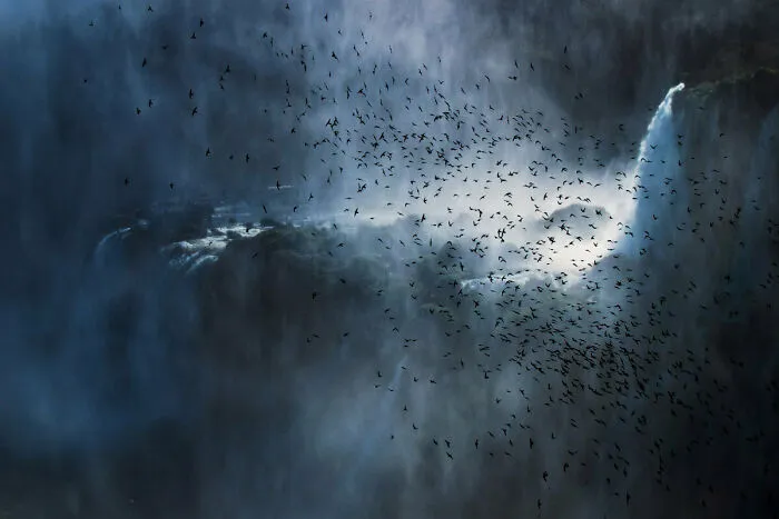 Birds In The Environment: First Place, By Francesco Filippo Pellegrini