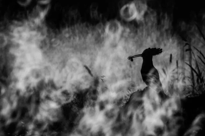 Black And White: Third Place, By Juan Pablo Plaza Pozo