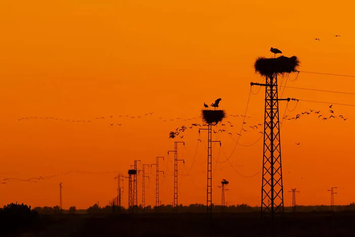 Garden And Urban Birds: Third Place, By Carlos Cifuentes