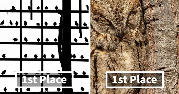 Best Bird Photography Of 2020 Has Announced Its 30 Stunning Winners