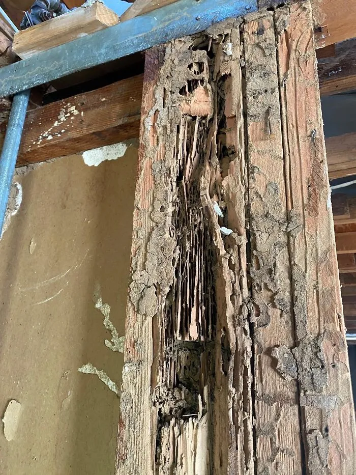 30 Times Structural Inspectors Found Surprising Things