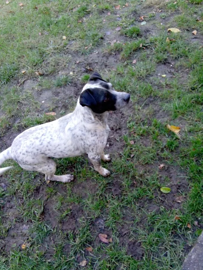 My Dog Steps Directly In The Biggest Miss Spot He Can Find And Then Decides To Jump On You ರ╭╮ರ