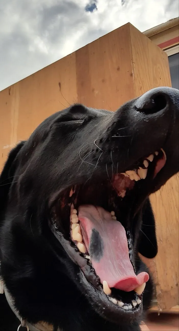 His Yawn