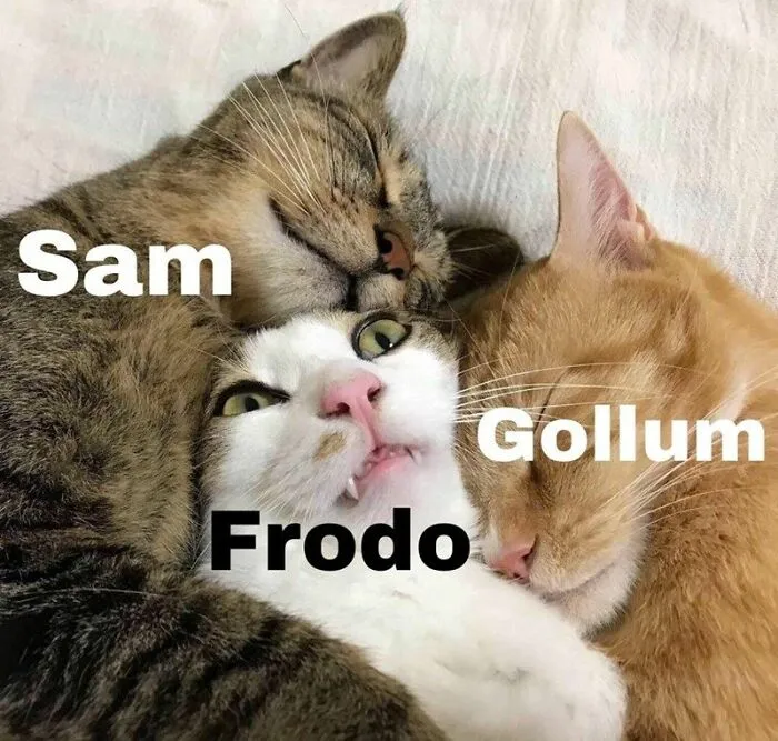 Go Home Sam