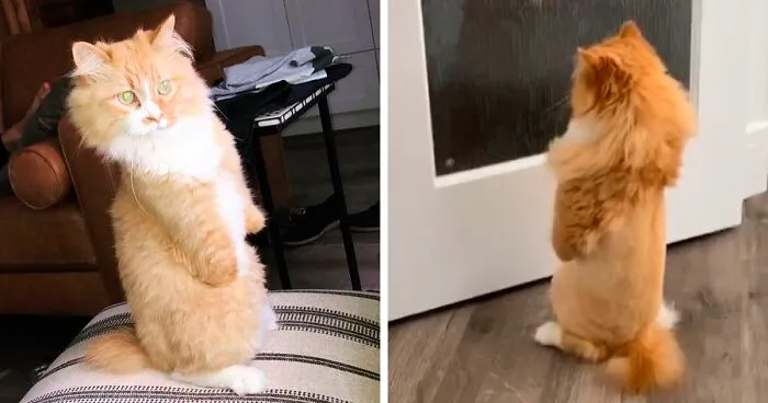 Over 117k People On TikTok Are Obsessed With This Cat Named Rex Who Learned How To Walk Like A Human After Losing His Front Paws