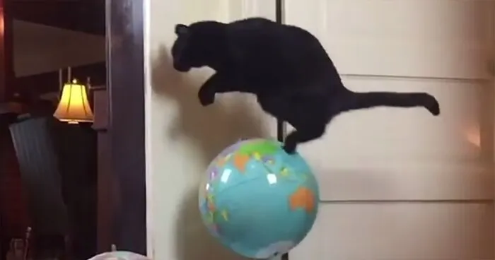 This Cat Leaps Into The Air Each Time She Goes Over This Exact Same Spot In The House