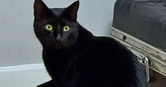 Security Guard Fed A Seemingly Stray Cat For Years, Later Found Out She Was Actually 60 Miles Away From Home So He Returned Her