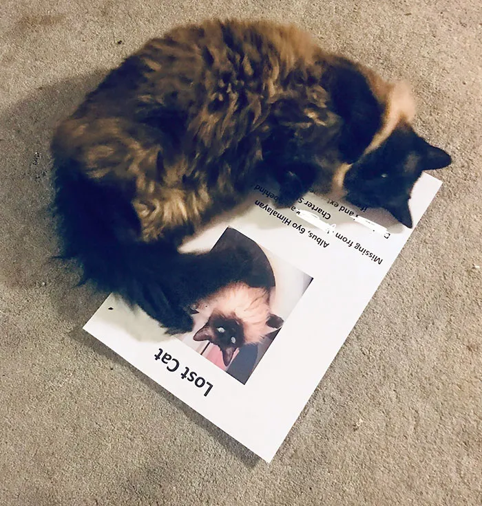 Ayer desapareció. Volvió a casa esta noche, 2 horas después de gastarme el dinero en imprimir carteles de "gato perdido"