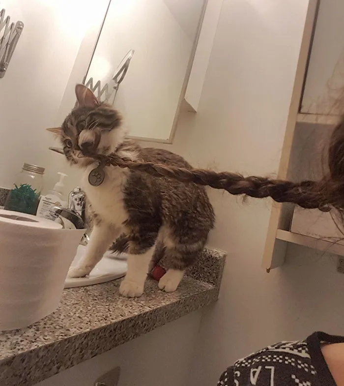 Mi gato está loco