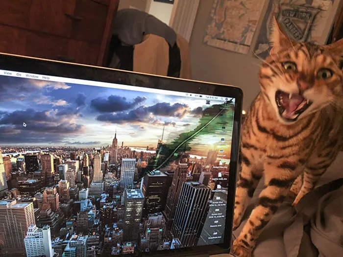 My Cat Just Bit The Corner Of My MacBook And Now My Screen Is Cracked