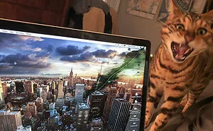 50 Hilarious Photos That Prove Cats Are The Biggest Jerks