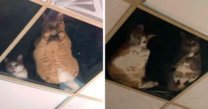 This Shop Owner Installed A Glass Ceiling For His Cats And Now They Won't Stop Staring At Him