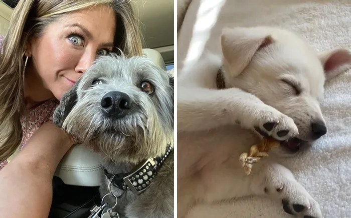 Jennifer Aniston & Clyde And Lord Chesterfield