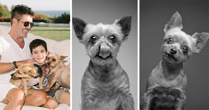 Simon Cowell & Daisy, Freddie, Squiddly, Diddly