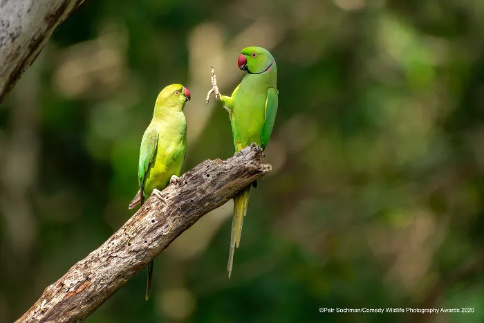 Highly Commended: "Social Distance, Please!" By Petr Sochman