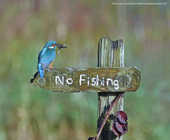 Highly Commended: "It's A Mocking Bird" By Sally Lloyd-Jones