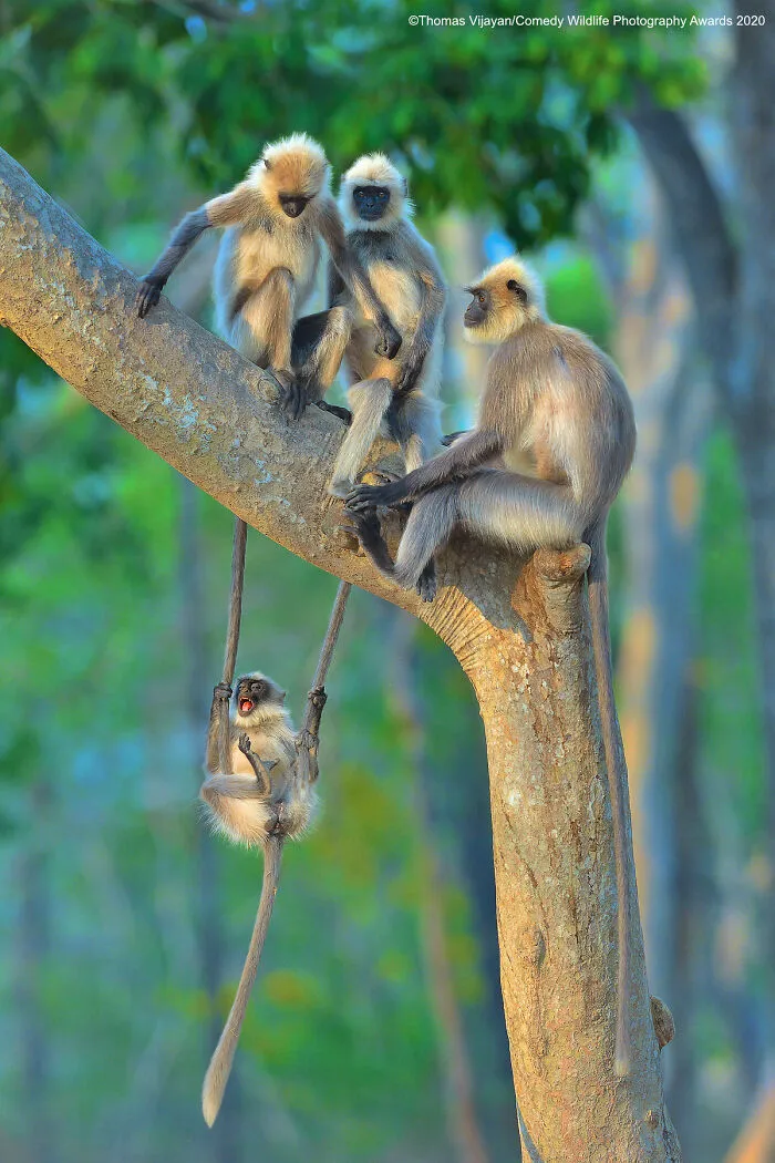 Highly Commended: "Fun For All Ages" By Thomas Vijayan