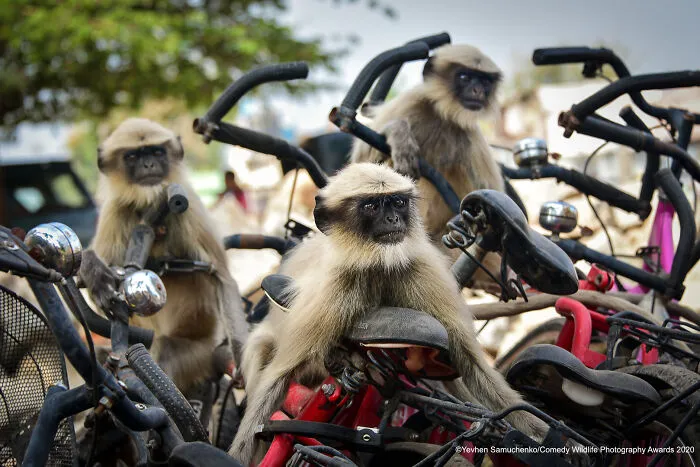 Highly Commended: "The Race" By Yevhen Samuchenko