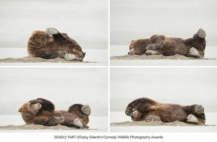 Amazing Internet Portfolio Award Winner: "Deadly Fart" By Daisy Gilardini