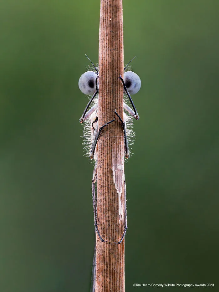 Spectrum Photo Creatures In The Air Award Winner: "Hide And Seek" By Tim Hearn
