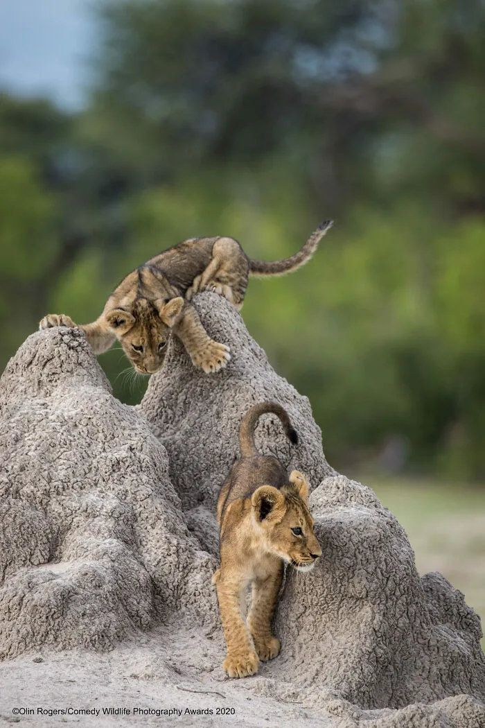 Think Tank Photo Junior Award Winner: "I've Got You This Time!" By Olin Rogers