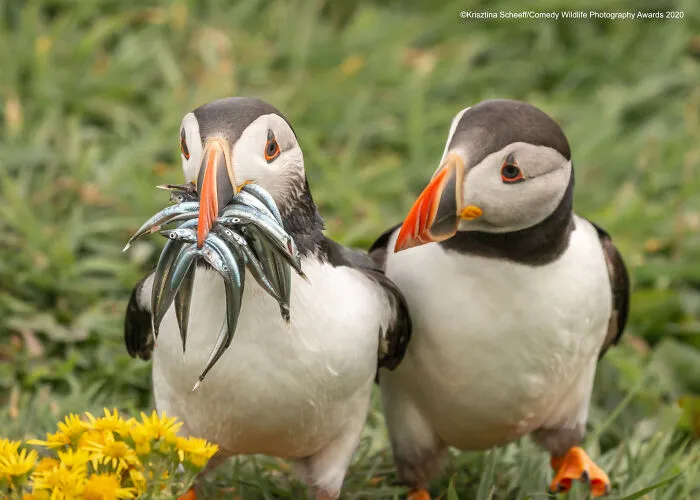 Highly Commended: "Seriously, Would You Share Some" By Krisztina Scheeff
