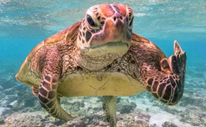 The Winners Of The 2020 Comedy Wildlife Photography Awards Have Been Announced And They Will Crack You Up