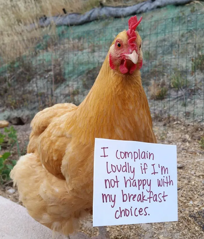 Ginger-Puff Complains...