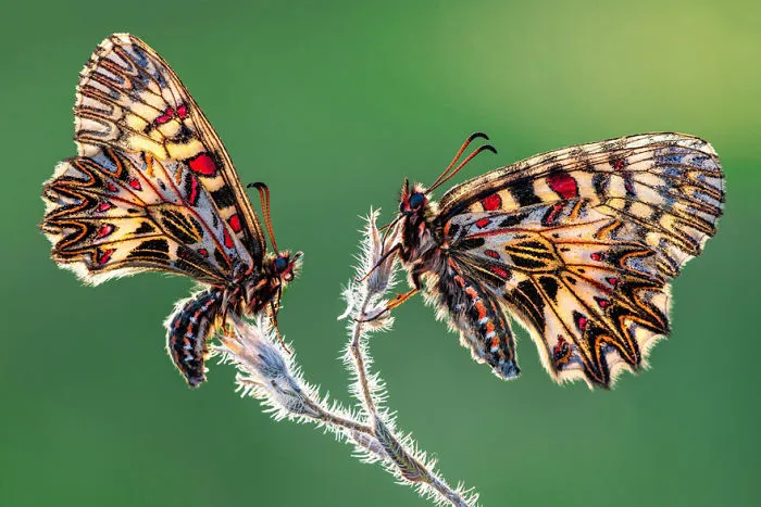 Finalist | Insects