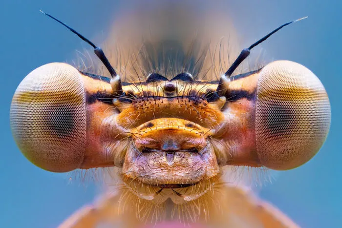 Finalist | Insects