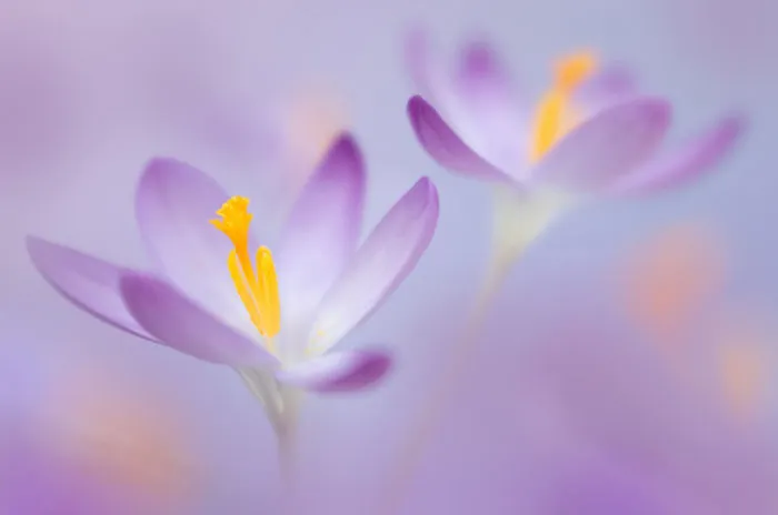 Finalist | Plants & Fungi