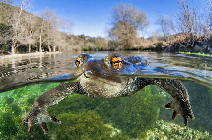 3rd place winner | Animals